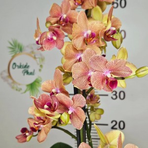 Phalaenopsis  sünnet love